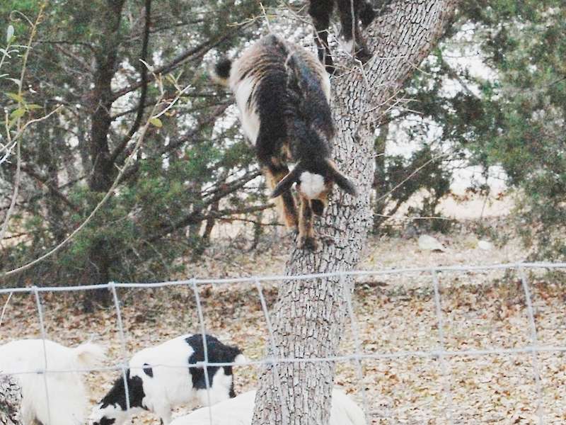 Goat tree climbers.
