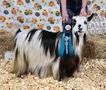 MCH Randolph's Nirvana 