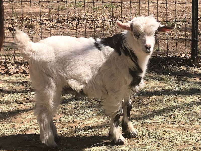 Randolph's Rhinestone Goatboy
