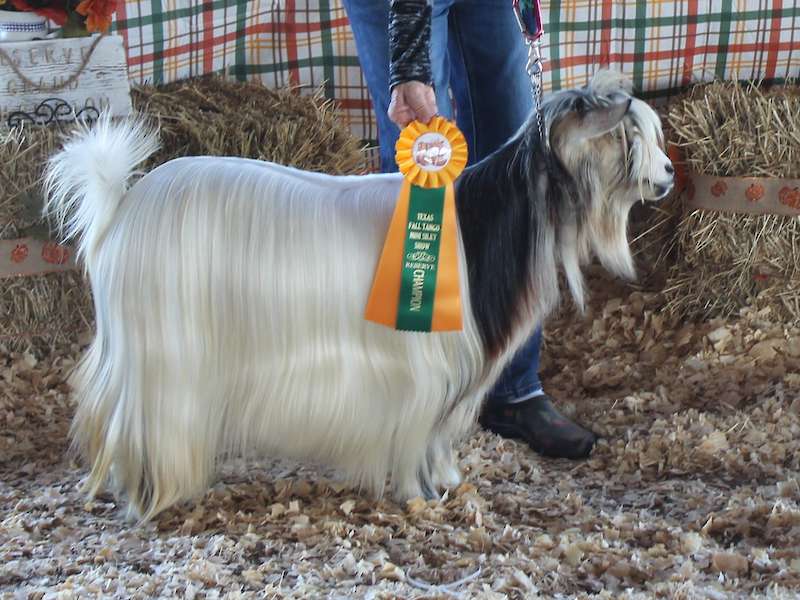 Randoloph's Rockaby Baby (Owned by Tree Top Minis) X MCH Randolph's Ready Teddy