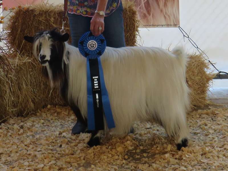 MCH Randolph's Knightengale x MCH Jubilee's Beach Boy