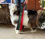 MCH Jubilee's Beach Boy 