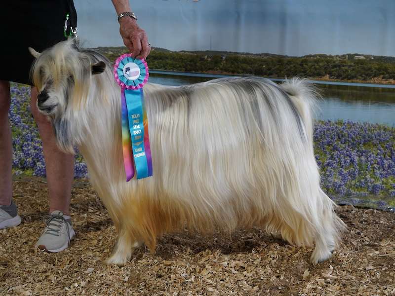 MCH Frassenei Farms Curly Wurly X MCH Randolph's Ready Teddy