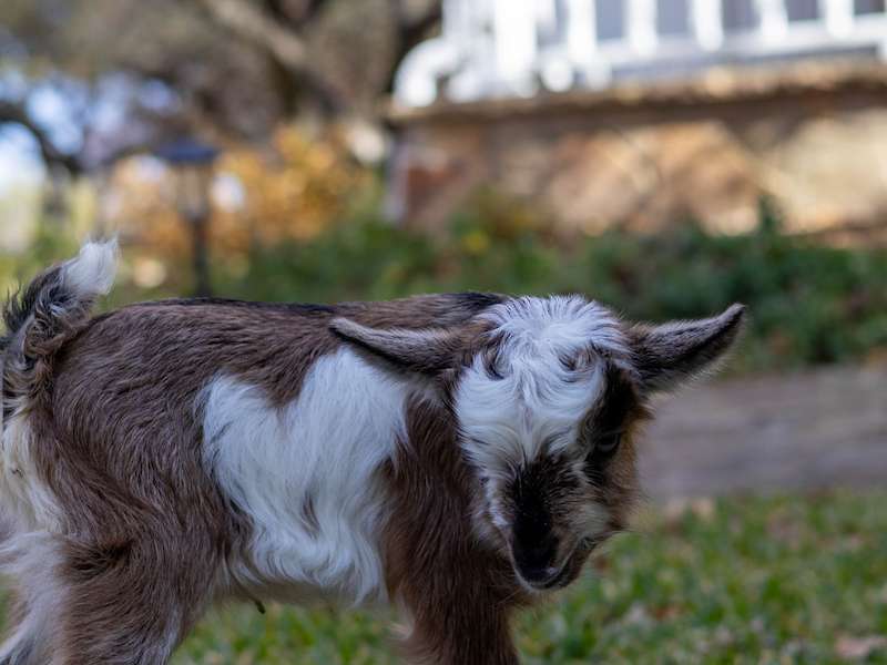 Randolph's Troubadour