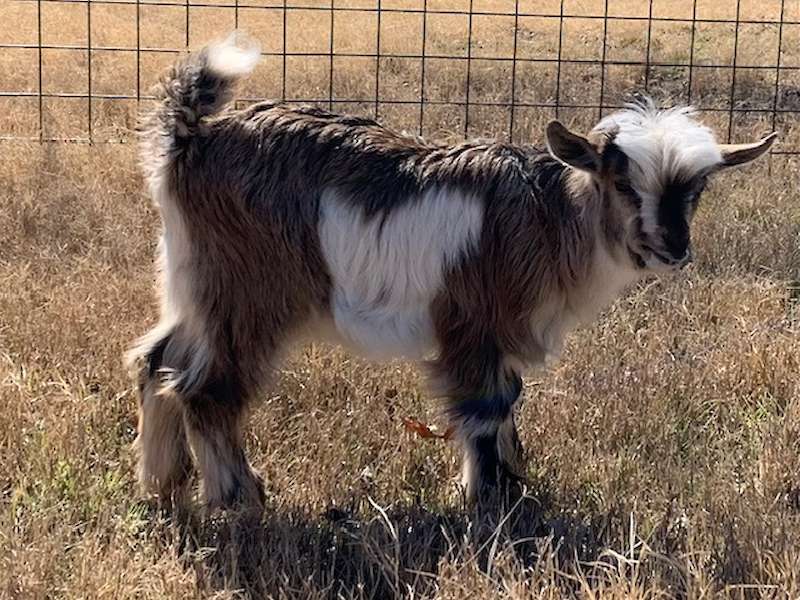 Randolph's Troubadour