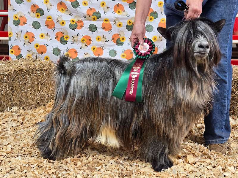 Aislinn Meadows Kukaburro