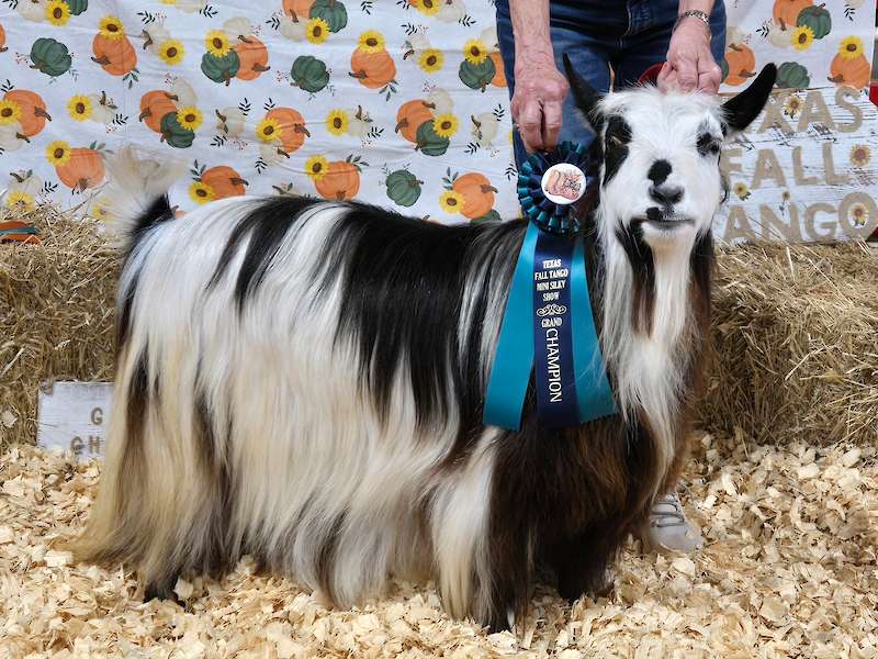 MCH Randolph's Nirvana X Aislinn Meadows Kukaburro