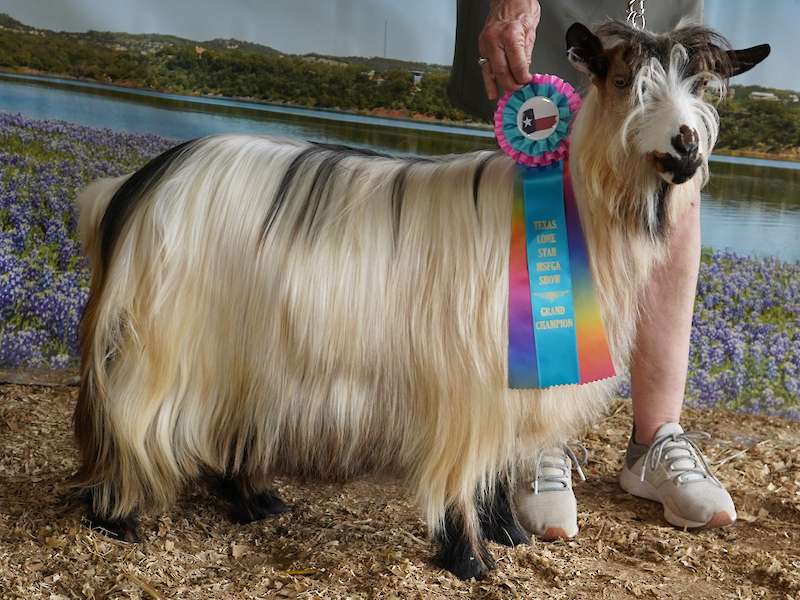 MCH Randolph's Razzle Dazzle X Aislinn Meadows Kukaburro